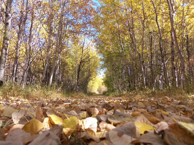 Battlefords Provincial Park Trails