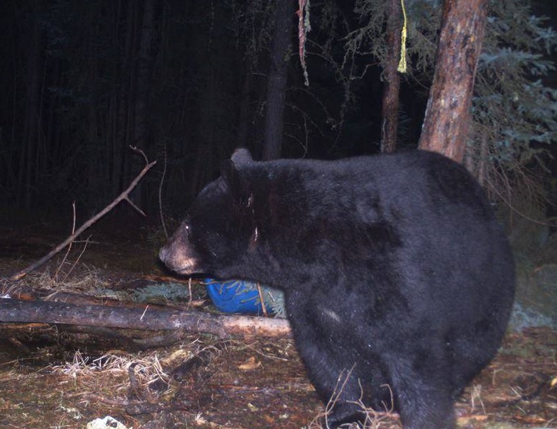 Bear Essential Wilderness Adventures
