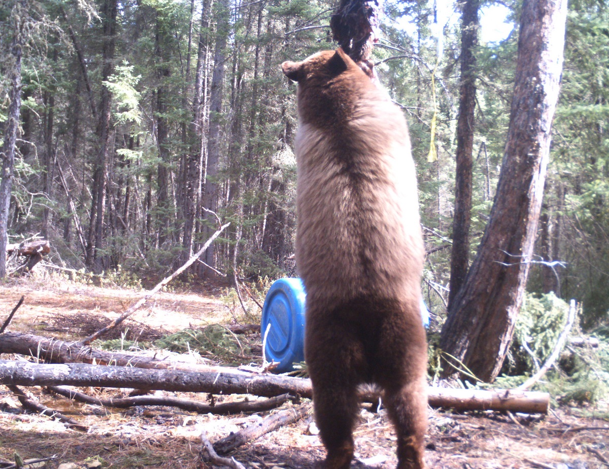 Bear Essential Wilderness Adventures