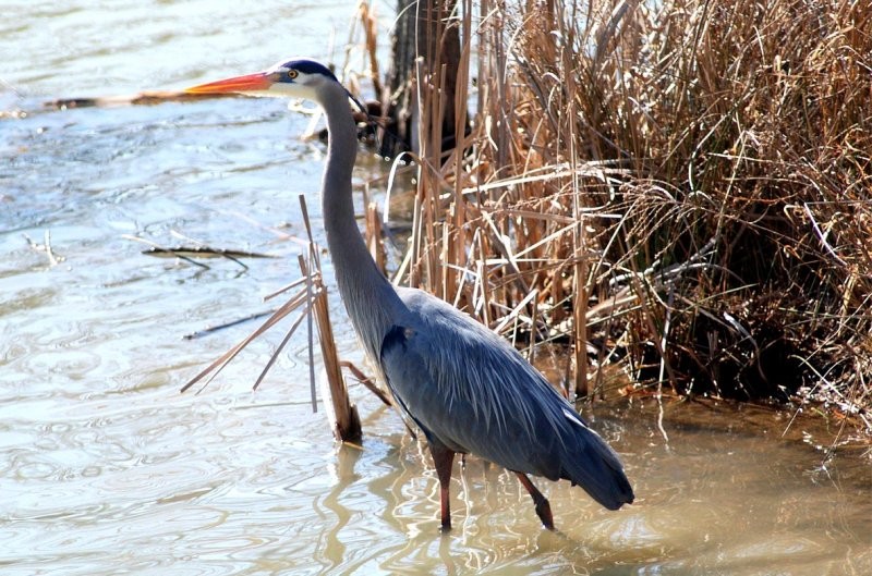 Blue Herring