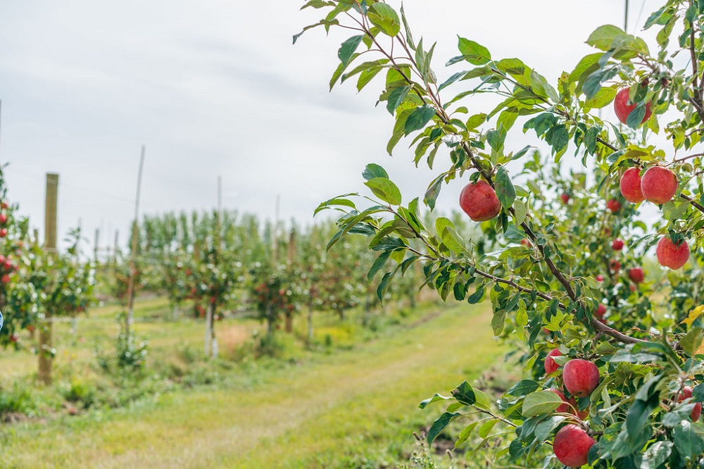 Crossmount Cider Company