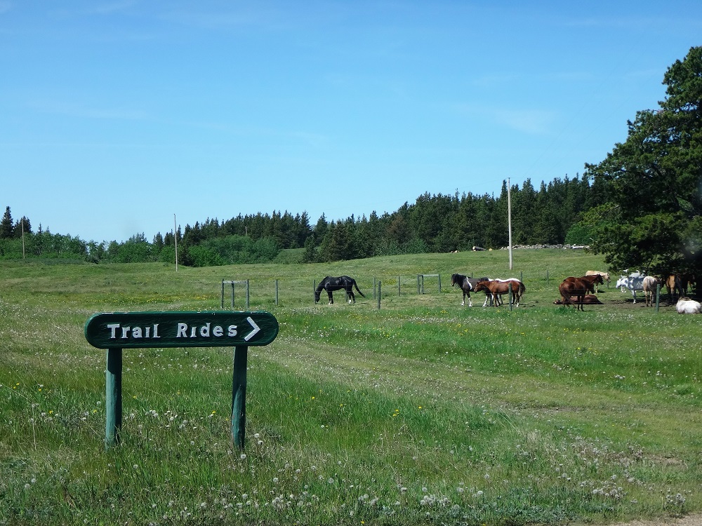 Cypress Hills Riding Academy