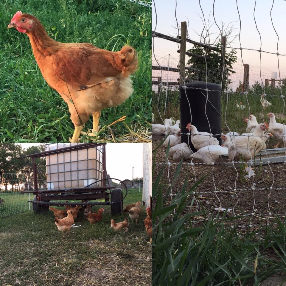 Farm One Forty