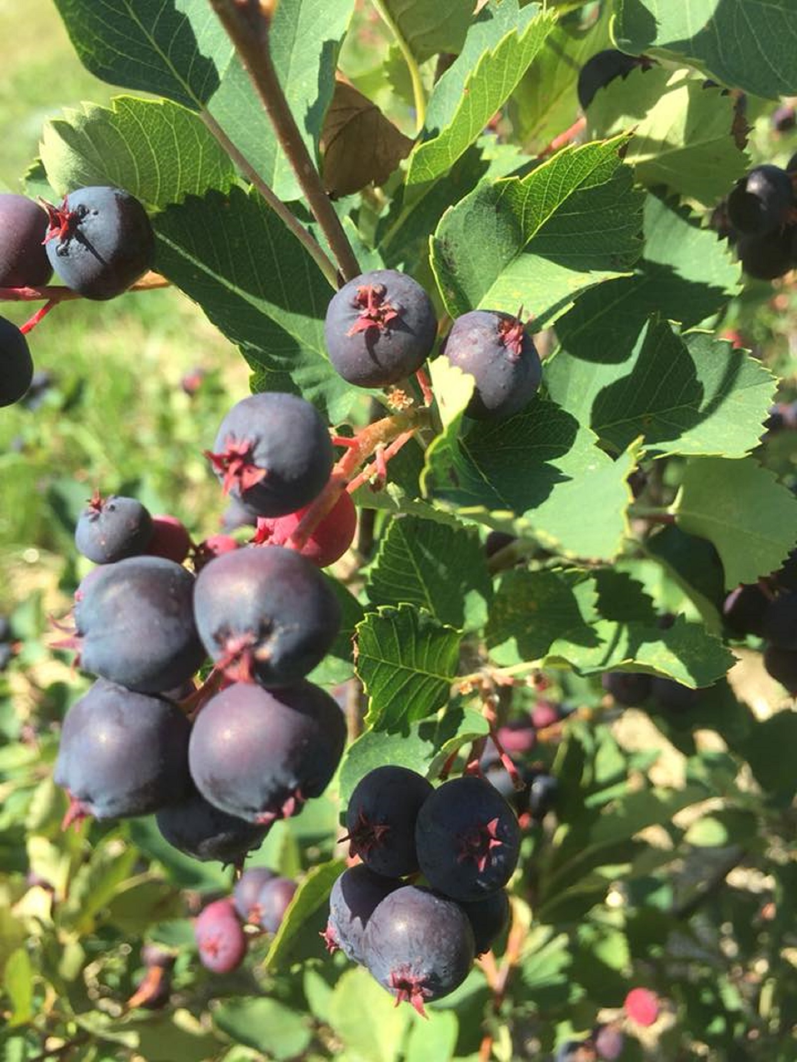 U-pick Saskatoon berry patch