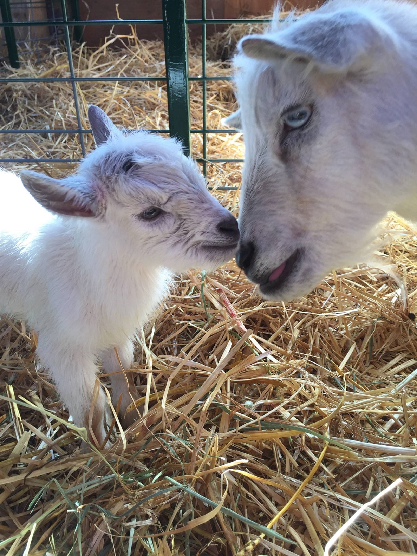 Yogi and new baby