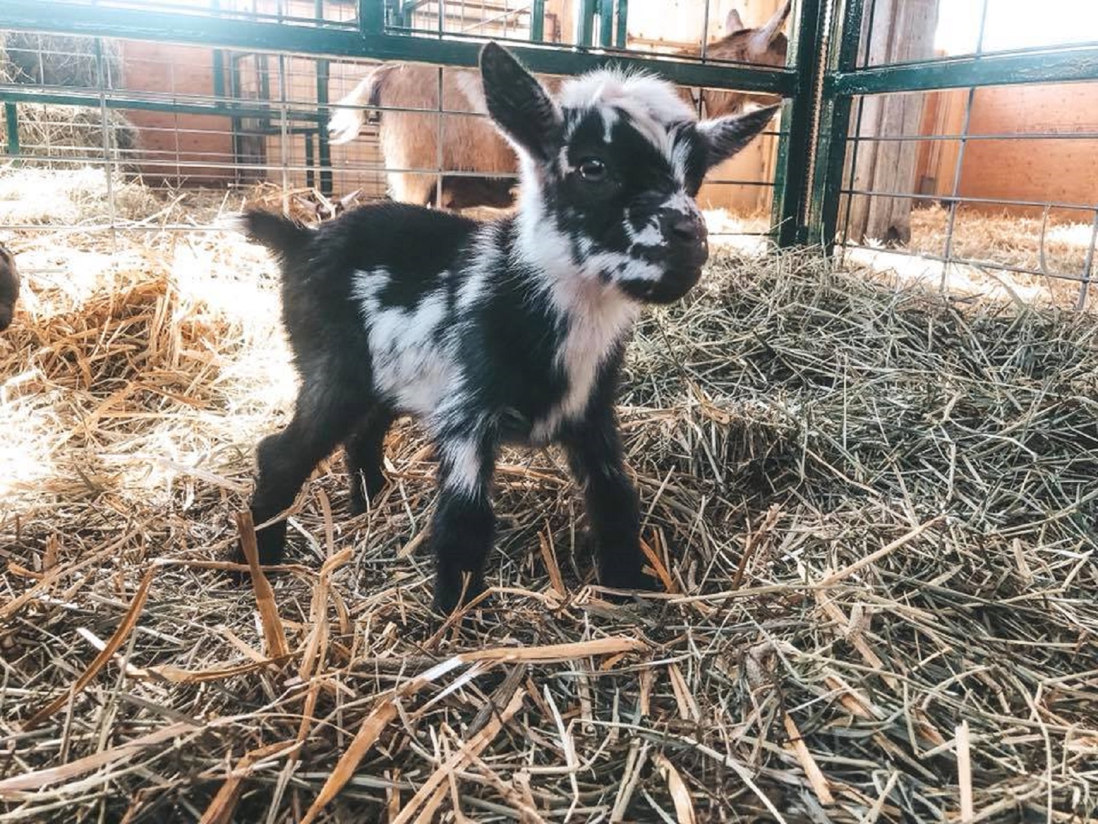Meet Presley