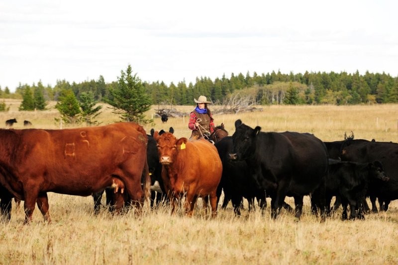 Historic Reesor Ranch