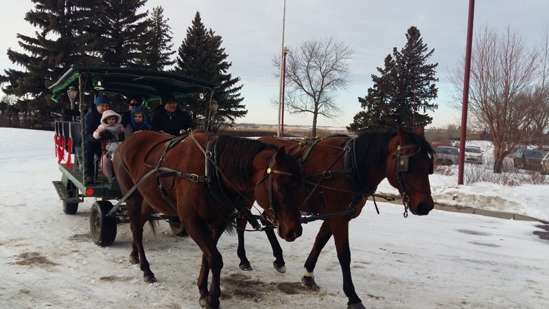 Horse Drawn Rides