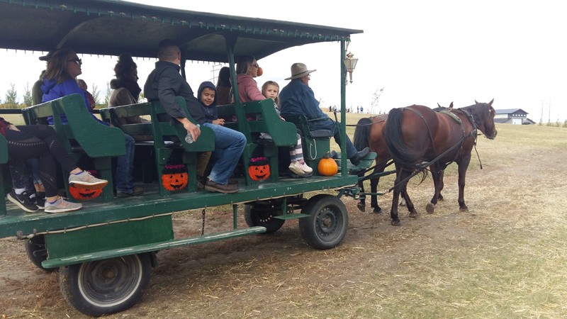 Horse Drawn Rides