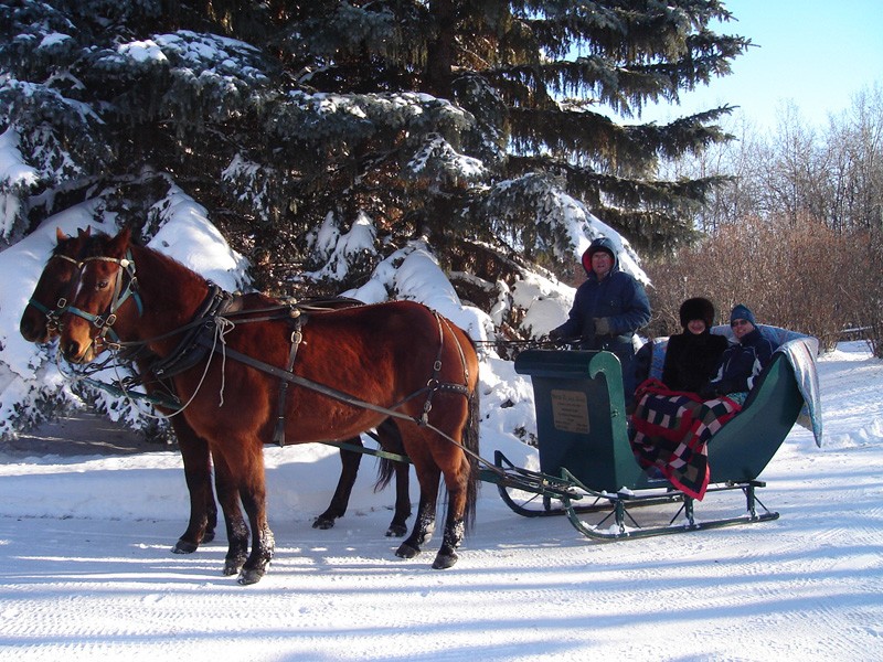 Horse Drawn Rides