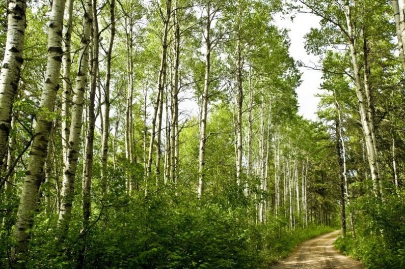 Narrow Hills Provincial Park Trails