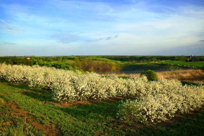 Over the Hill Orchards and Winery