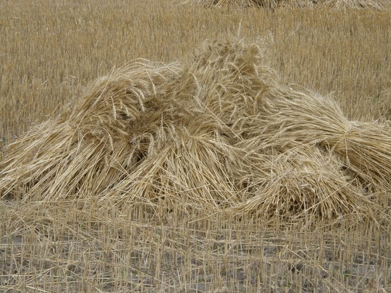 The Hepburn Museum of Wheat