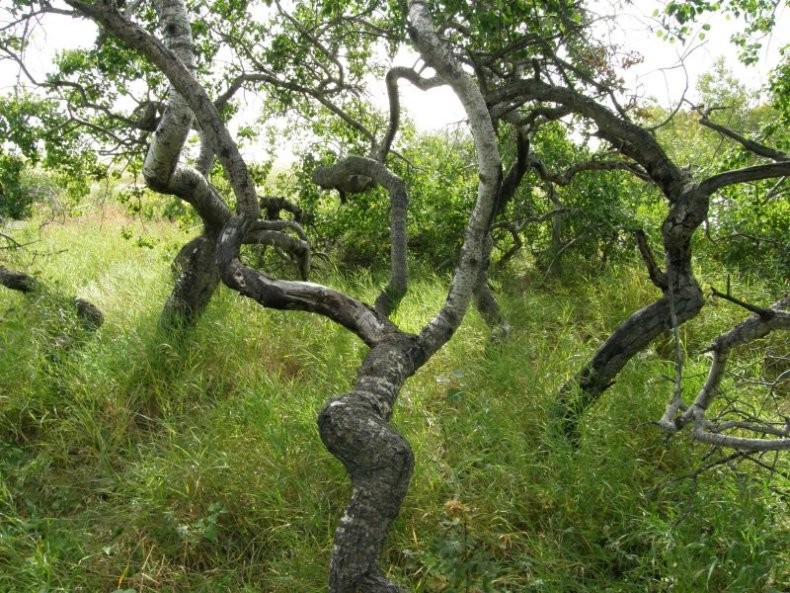 Hafford - The Crooked Bush