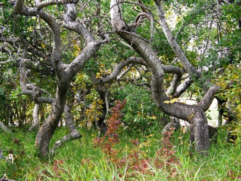 Hafford - The Crooked Bush