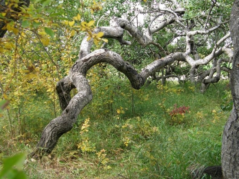 Hafford - The Crooked Bush