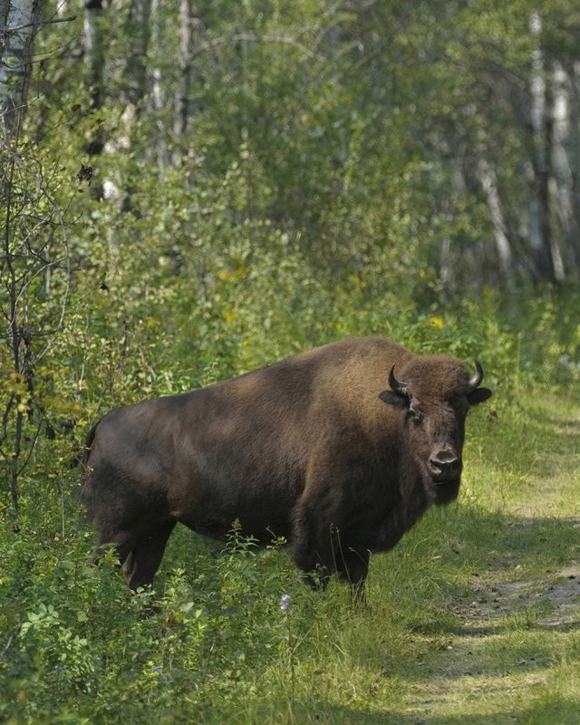 Prince Albert National Park