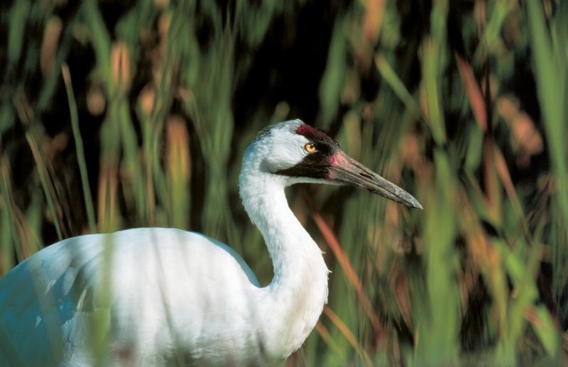 Last Mountain Lake National Wildlife Area