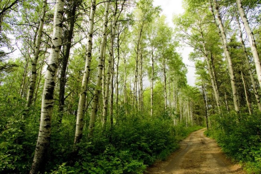 Narrow Hills Scenic Drive