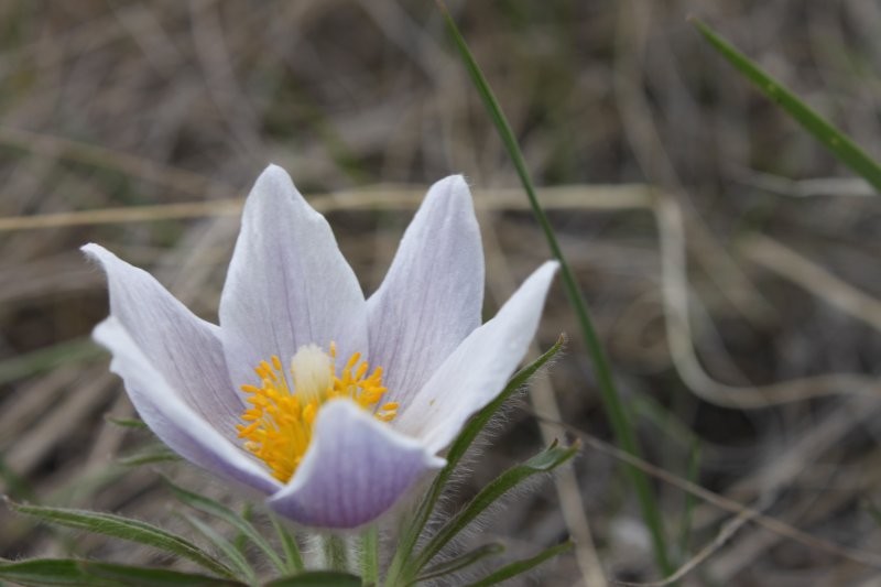 Saskatchewan Landing Provincial Park Trails