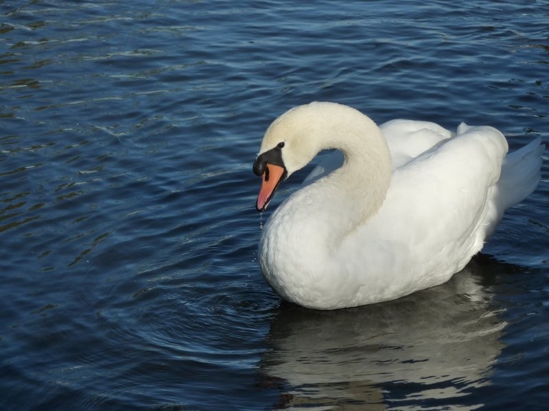 Waterfowl Display Ponds - Image: Kathy Rosenkranz