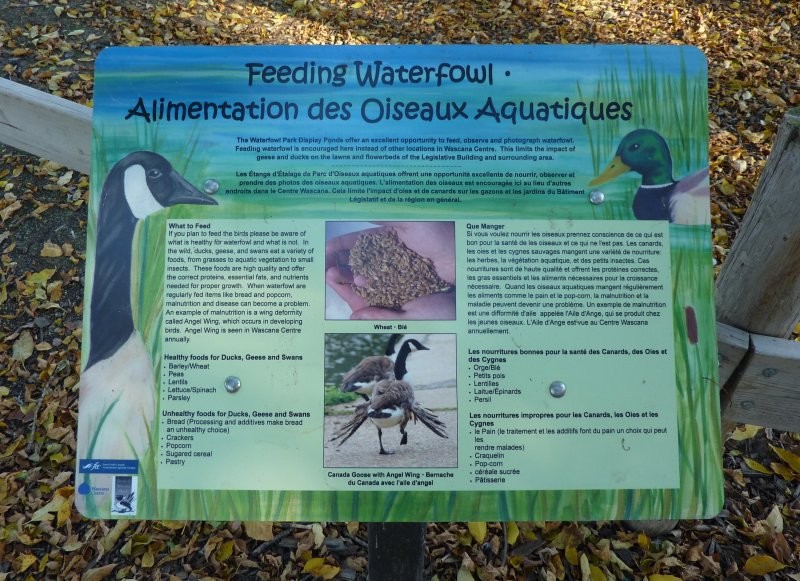 Waterfowl Display Ponds - Image: Kathy Rosenkranz
