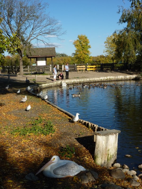Waterfowl Display Ponds - Image: Kathy Rosenkranz