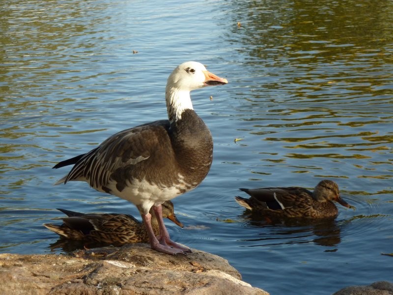 Waterfowl Display Ponds - Image: Kathy Rosenkranz