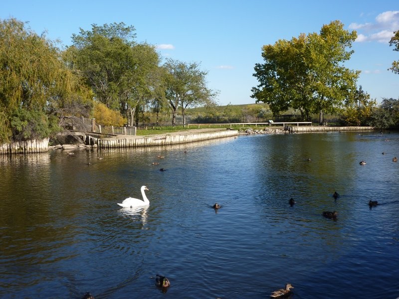 Waterfowl Display Ponds - Image: Kathy Rosenkranz