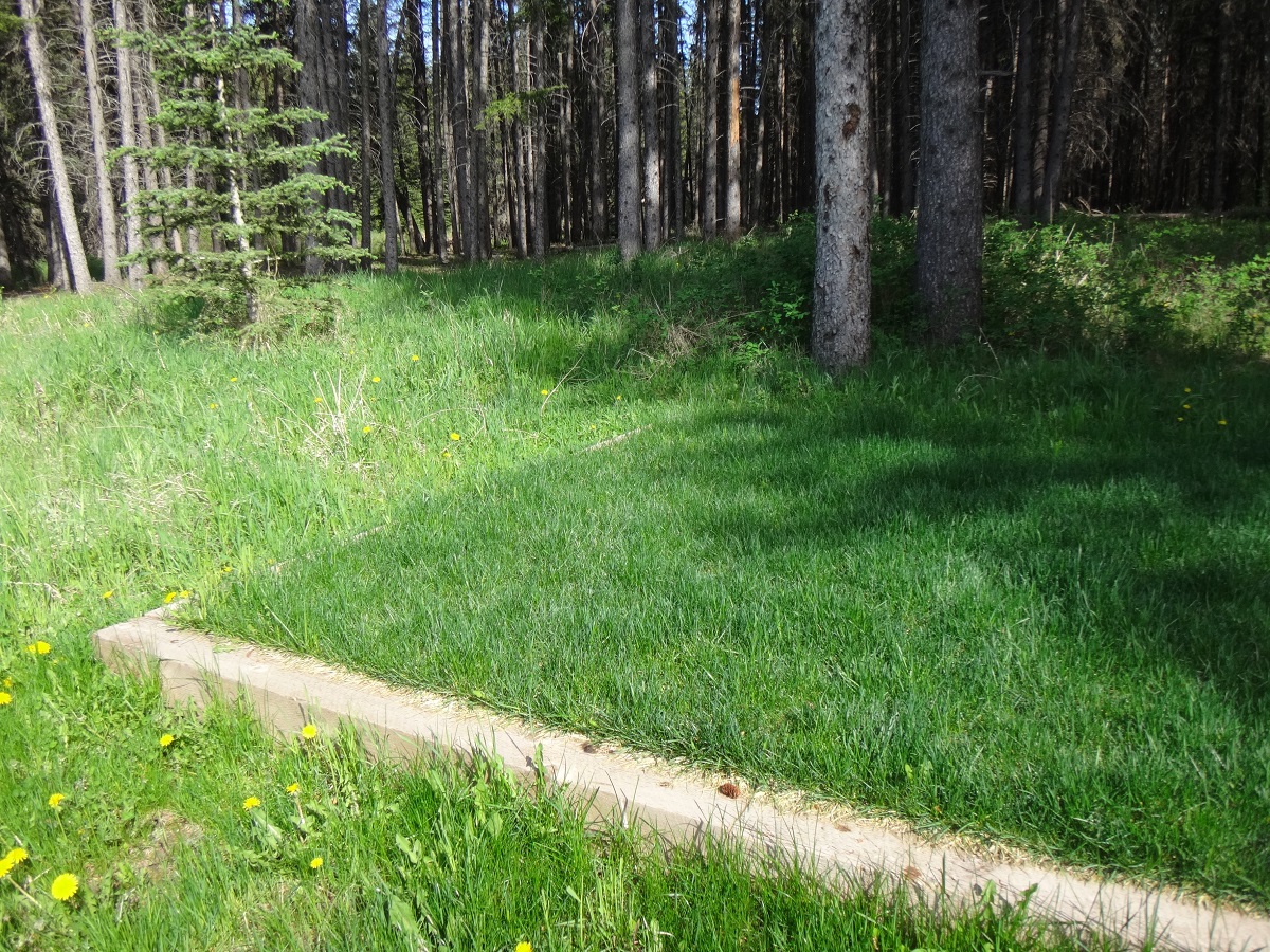 Grassed tent pad - West Block Wilderness Campground, Cypress Hills Interprovincial Park