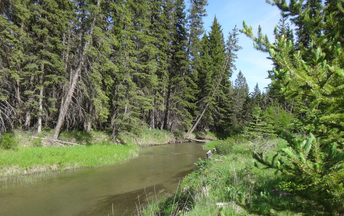 Battle Creek adjacent to West Block Wilderness Campground, Cypress Hills Interprovincial Park