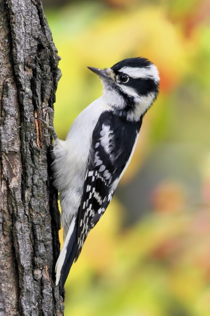 Wild Birds Unlimited Nature Shop | Tourism Saskatchewan