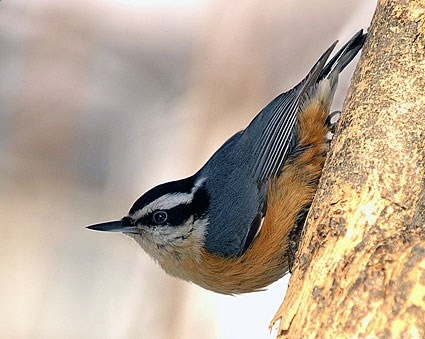 Wild Birds Unlimited Nature Shop | Tourism Saskatchewan