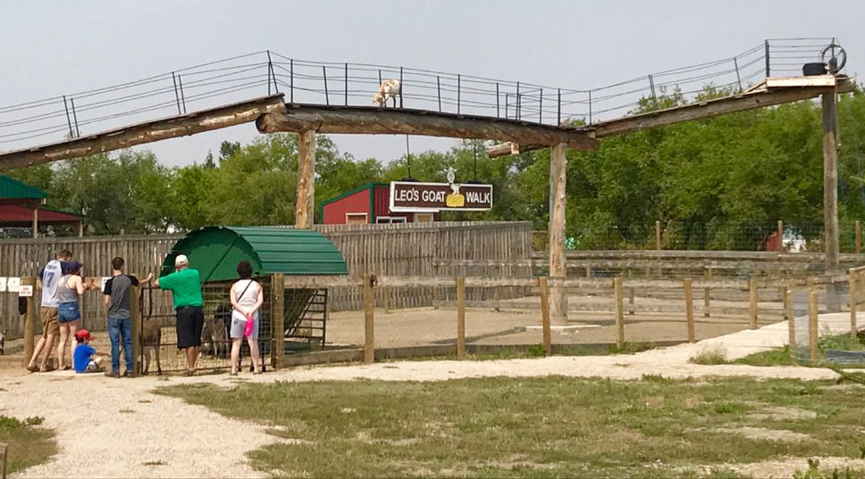 Saskatchewan's first goat-walk
