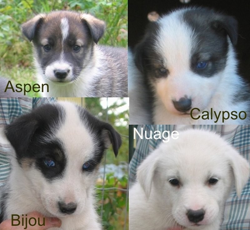 Pup collage