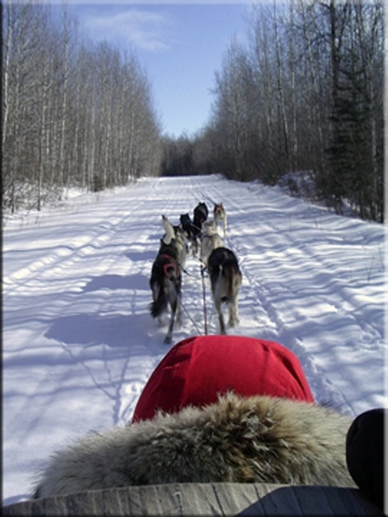 Sundogs - sledding