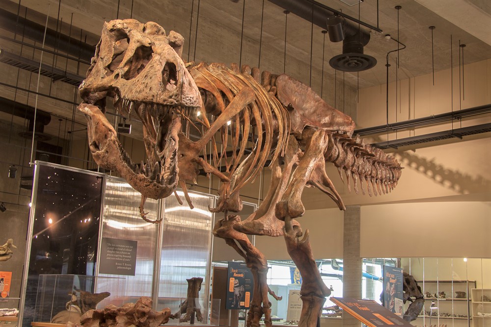 T.rex Discovery Centre